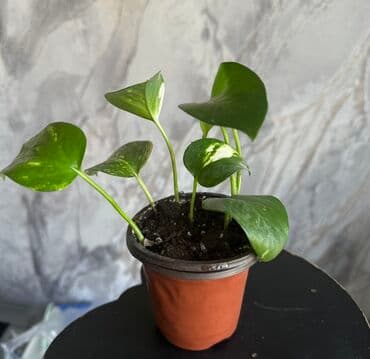 рыба аквариум: Эпипремнум ( pothos ) в горшке - Компактный лианоподобный комнатный — 1