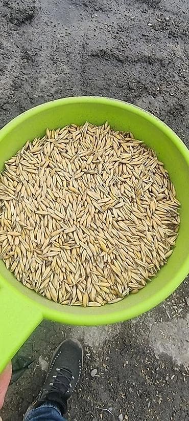 жмых сафлора: Семенной овёс (зерно) - Культура: овёс в шелухе, фракция выровненная — 1