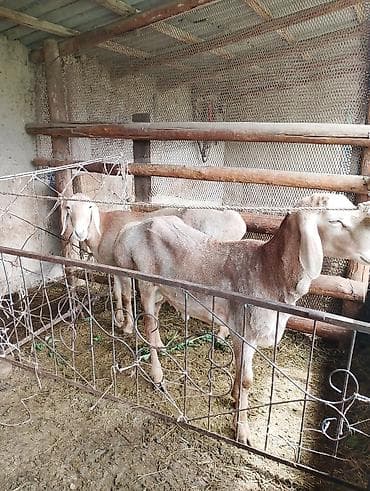 купить собаку доберман в бишкеке: Продаю | Баран (самец) — 4