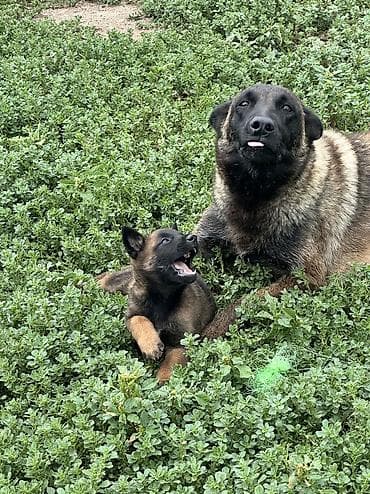 продажа собак бишкек: Щенки бельгийской овчарки малиной (Malinois) - Тип: рабочая и — 4
