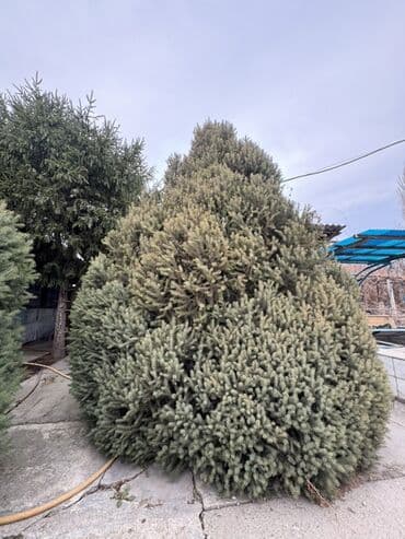 12 балон: Срочно продам елки 
От 2 до 6м 

Можно на сруб, можно с корнем — 1