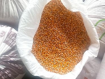 ат башы там: Кукуруза поп корм - Вид: сухое зерно кукурузы, фракция средняя — 2