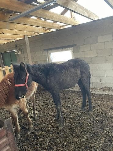 1жаш бука: Продаю | Жеребенок | Для разведения — 4