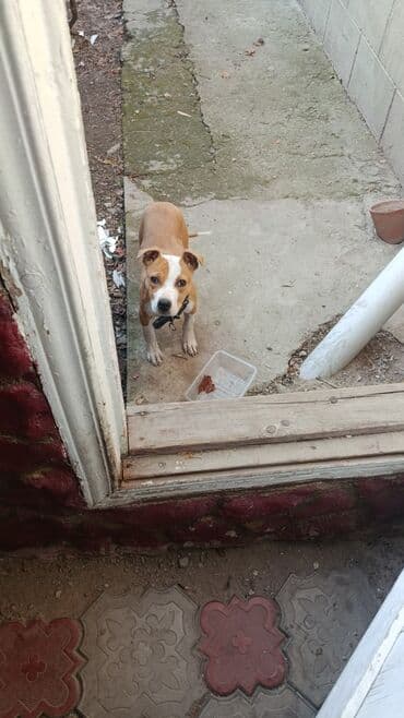 купить собаку в бишкеке: Американский булли, 4 месяца, Самка — 3