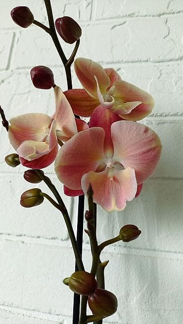 орхидея фото цена: Большой выбор сортовых орхидей, высота растений 70 см. цены от 1450 до — 4