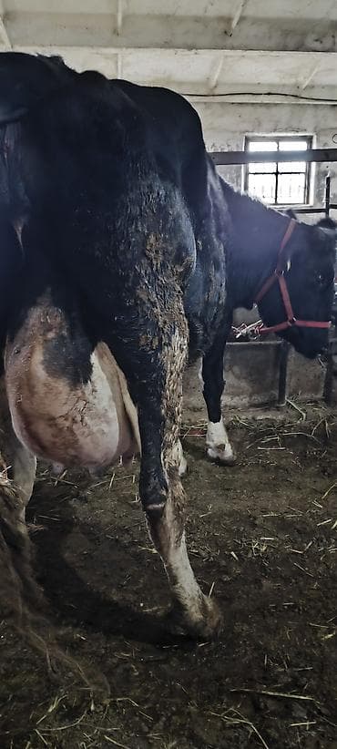 животные коровы: Продаю | Корова (самка) | Для разведения, Для молока — 5