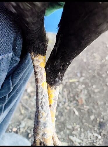 объявления о найденных собаках: Продаю | Куры | Дакан | Для боев — 3