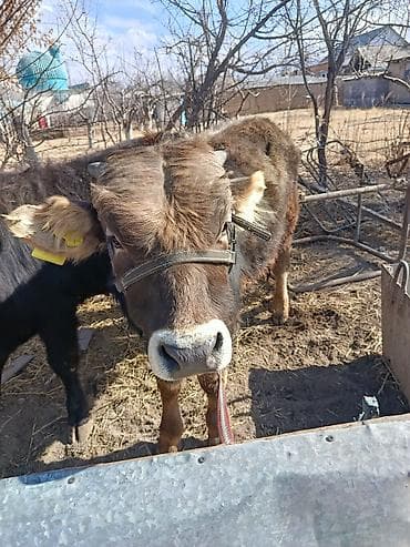 бишкек собака: Сатам | Бука (эркек) | Бордоп семиртүү үчүн — 5