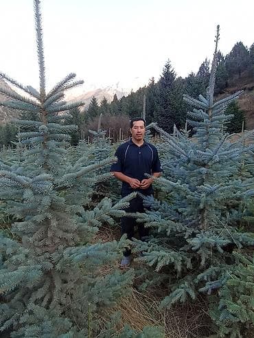 Семена и саженцы: Ель — 2