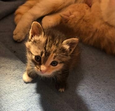 домашние кошки: Кошка даром: Беспородная, 2 года, Девочка, С прививками, Приучена к лотку, Проглистована — 11