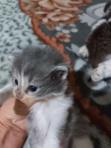 животные кошка: Котята вместе с мамами, 2 кошки молодые и 8 котят. - Помёт — 10