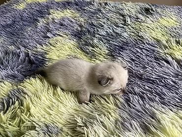 сибирские кошки: 1 месяц, Девочка, Приучена к лотку — 4