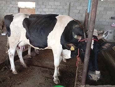 мастит: Продаю | Корова (самка) | Голштин | Для молока | Привязанные — 6