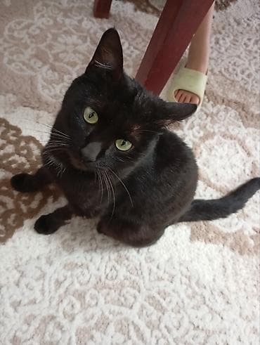 чёрные кошки: Кошка даром: Беспородная, 10 месяцев, Мальчик, Приучена к лотку — 1