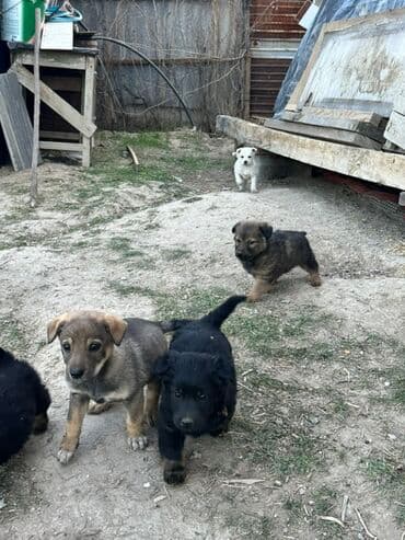 щенки охотничьих собак: Отдам даром заберите по одному все мальчики только - Возраст: совсем — 1