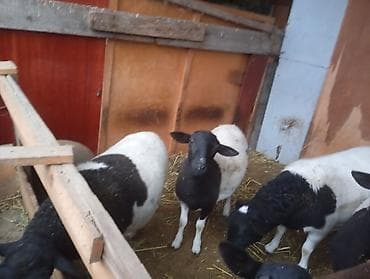 бирки для животных: Продаю | Овца (самка) | Для разведения | Матка — 4