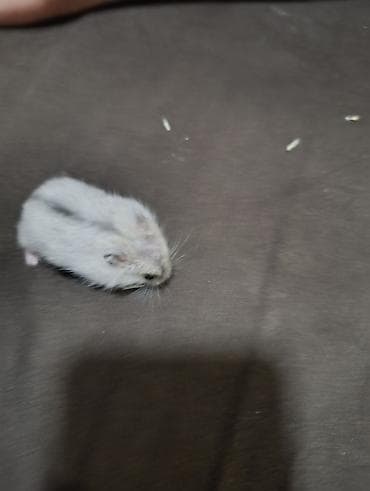 капкан для крысы: Продаю хомячков есть мальчики девочки парода Джунгарии месяц,6 шт — 1