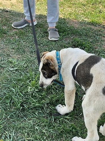 купить овчарку щенка: Алабай, 3 месяца, Самец, С прививкой — 10