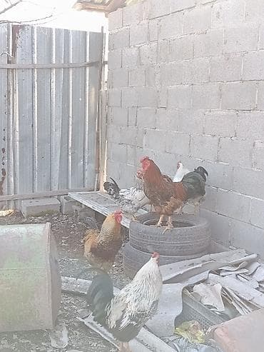 черно пестрый: Продаю | Петух | Домашняя — 3