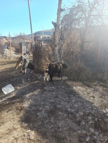 Аквариумы: Продаю | Коза (самка) | Полукровка | Для разведения — 2