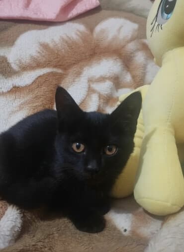 домик для котенка: 4 месяца, Девочка, Проглистована — 4