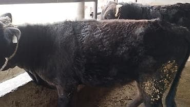 Продаю | Бык (самец) | На откорм | Привязанные
