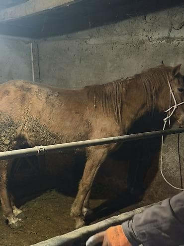 Собаки: Продаю | Жеребец | На забой, Для разведения, Рабочий — 1