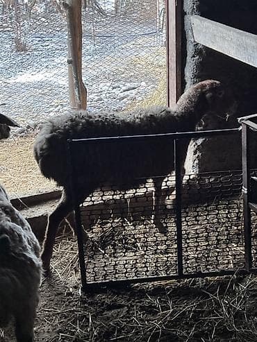 Башка жаныбарлар: Сатам | Ургаачы кой (ургаачы) | Көбөйтүү үчүн — 1