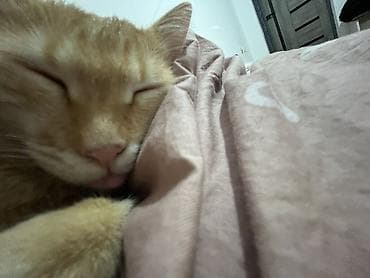 Продажа кошек: Кошка даром: Беспородная, 1 год, Мальчик, Приучена к лотку — 7