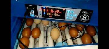 мини оборудование для производства яичных лотков: Умный Инкубатор на 64 яиц Инкубатор автоматически Инкубатор для яиц — 6