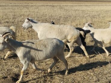 сколько стоит коза дойная купить: Продаю | Коза (самка) | На забой, Для молока — 8