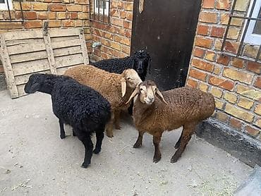 дакан корз: Продаю | Ягненок | На забой — 6