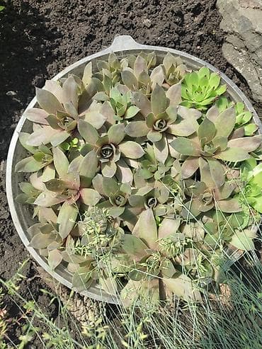 аихризон купить: Сукулентное растение .каменная роза .все в чашечках .цена за одну — 3