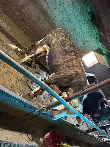 Продаю | Бык (самец) | Абердин-ангус | На откорм | Привязанные