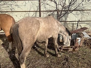 матка пчел: Продаю | Кобыла (самка) | Рабочий — 1