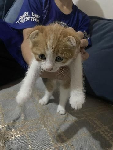 Шотландский вислоухий котёнок (скоттиш-фолд), окрас рыже-белый