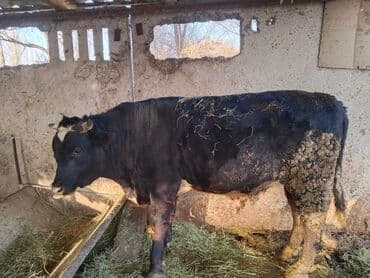 купить собаку для охоты: Продаю | Бык (самец) | На откорм | Привязанные — 1