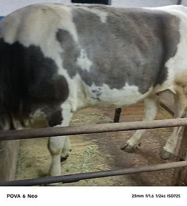 вака купить: Продаю | Корова (самка) | На забой | Племенные — 8