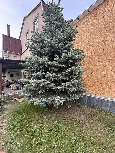 Ель голубая (Picea pungens ‘Glauca’) — взрослое декоративное дерево