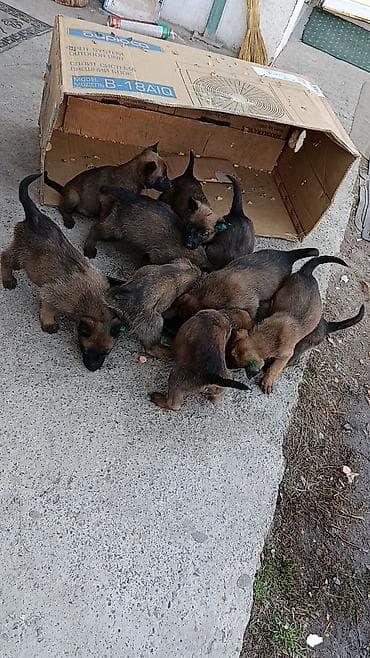 машка собака: Щенки (помет) среднего/крупного типа, окрас рыже-рыжевато‑бурый с — 2