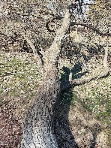 Дрова at lalafo.kg Дрова