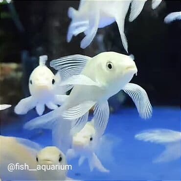 форель купить в бишкеке: Коя платина вуаль
Карпы коя — 1