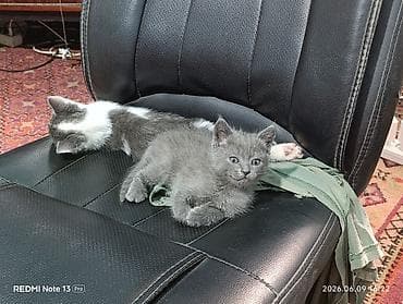 серые котята: Кошка даром: Беспородная, 1 месяц, Девочка, Приучена к лотку — 4
