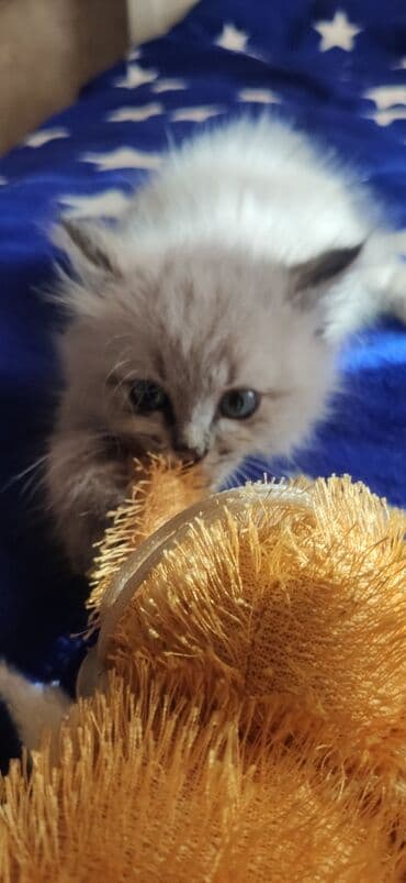 Грызуны: 2 месяца, Девочка, Приучена к лотку, Проглистована — 4