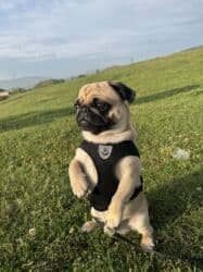 цена французский бульдог: Мопс, 1 год, Самец, С прививкой — 7