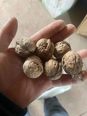 семис бука: Грецкий орех продаю хороший вкусный ни какой химий — 2