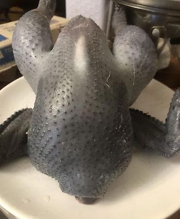 голубая шотландская кошка: Продаю | Куры, Петух — 1