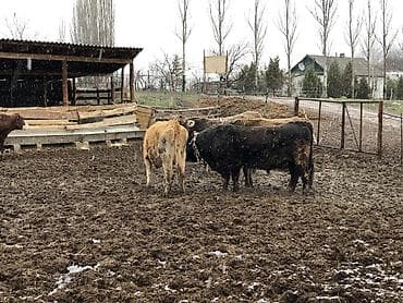 требуется повар китайка: Требуется Скотник, Оплата: Дважды в месяц, Обучение — 1