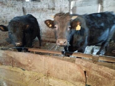 продам формы ульев ппу: Продаю | Бык (самец) | На откорм | Привязанные — 1