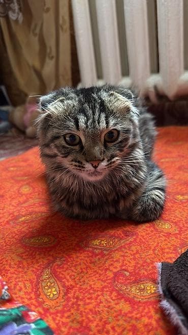 Скотиш Фолд (Шотландская вислоухая), 8 месяцев, Девочка